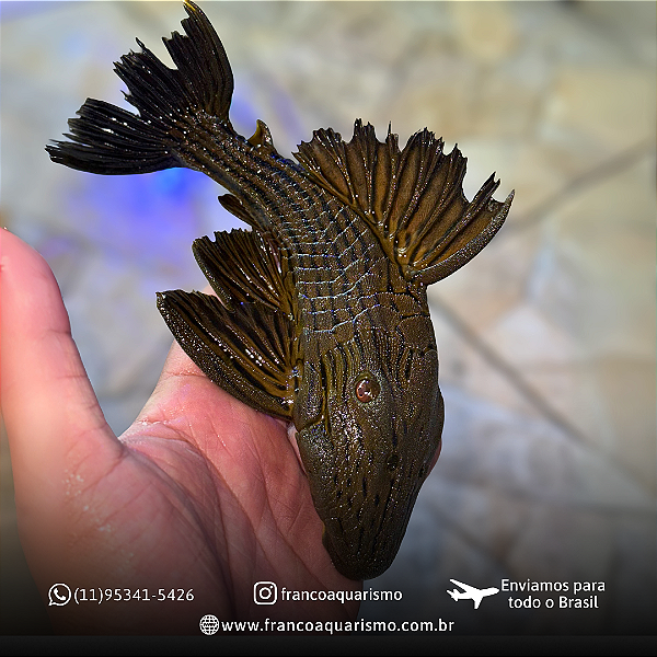 Cascudo Panaque (Panaque ambrusteri) 15-20cm