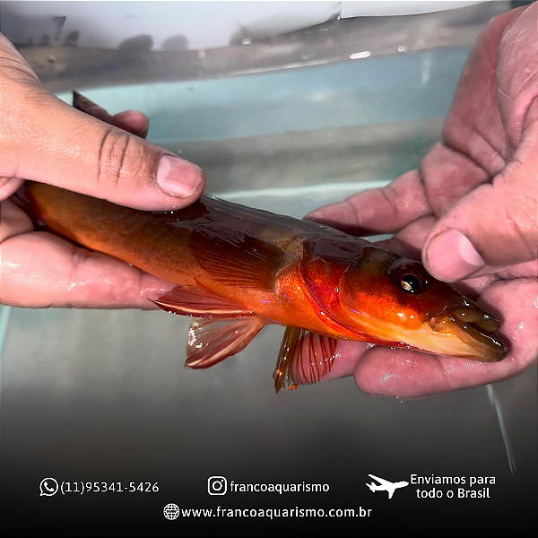 Jacundá Super Red Tapajós 22-26cm
