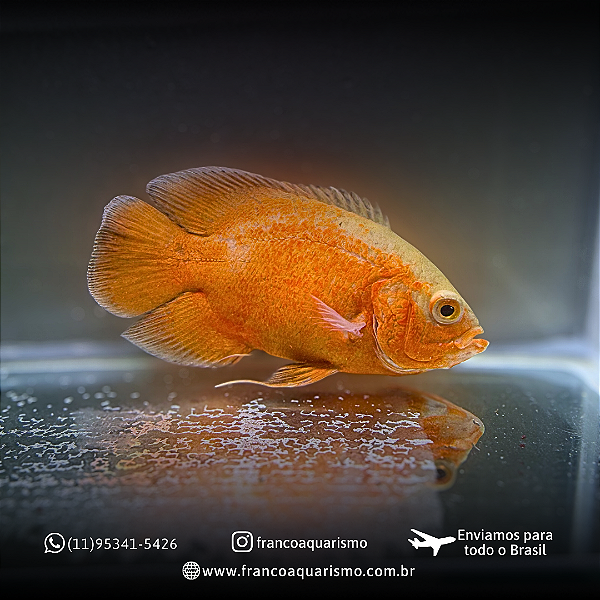Oscar Red Ruby Albino AA 12-16cm