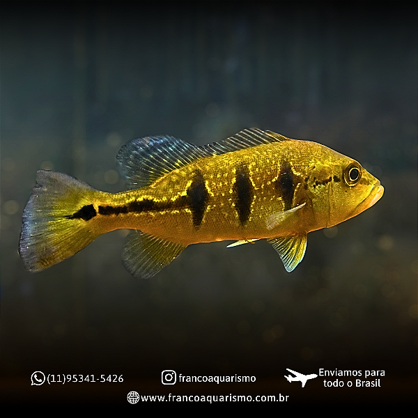 Tucunaré Borboleta Importado 15-20cm