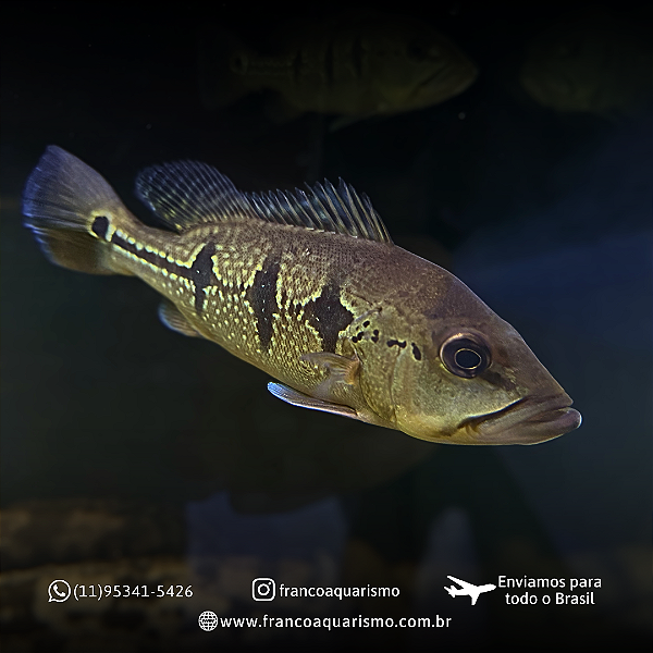 Tucunaré Borboleta Importado 15-20cm