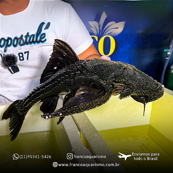 Cascudo L155 15-20cm (Acanthicus Histix)