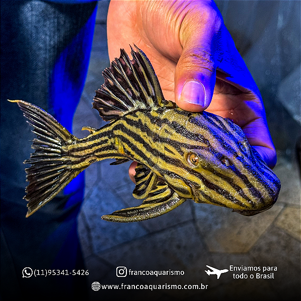 Cascudo Panaque L027 22-27cm