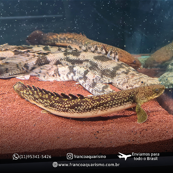 Polypterus Palmas (Verdadeiro) 23-27cm