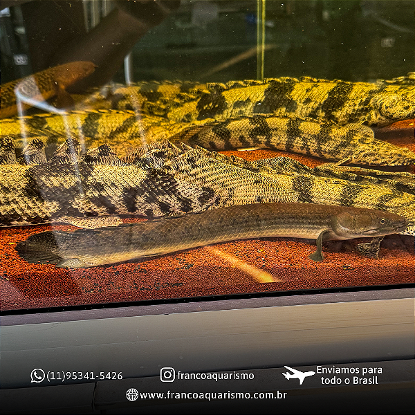 Polypterus Retropinnis 25-30cm