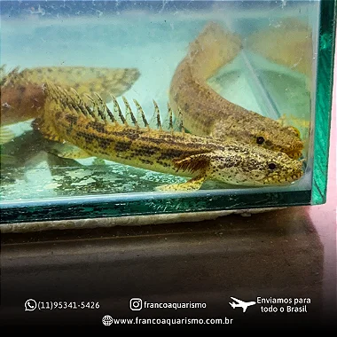 Polypterus Ansorgii 15-20cm