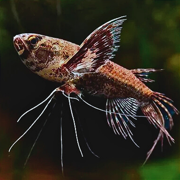 Borboleta Africano 8-12cm