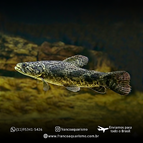 Trairão amazônico - Hoplias Aimara 25-30cm