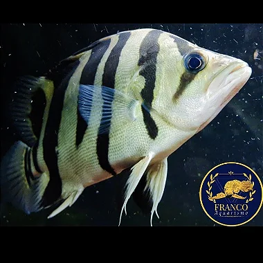 Datnioides Microlepis 15-20cm