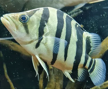 Datnioides Microleps 15-20cm