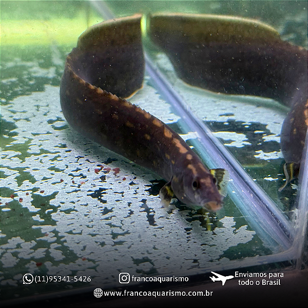 Moreia Unicolor 20-25cm