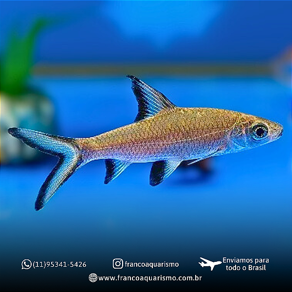 Bala Shark 5-8cm