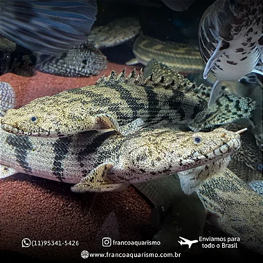 Polypterus Endlicheri 35-40cm