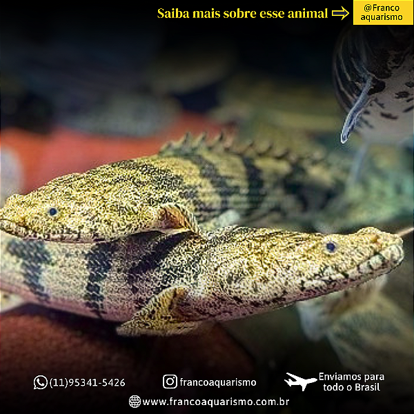 Polypterus Endlicheri 41-45cm