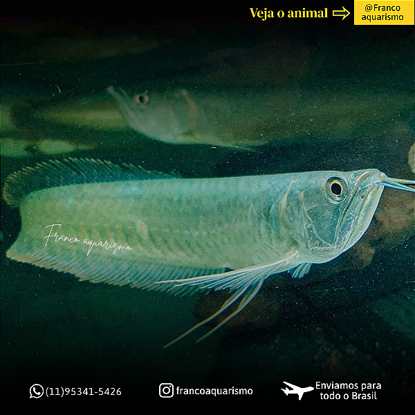 Aruana Prata 40-45cm