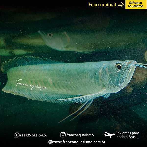 Aruana Prata 40-45cm