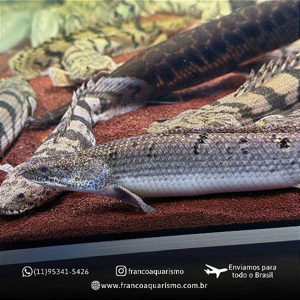 Polypterus Delhezi 16-20cm