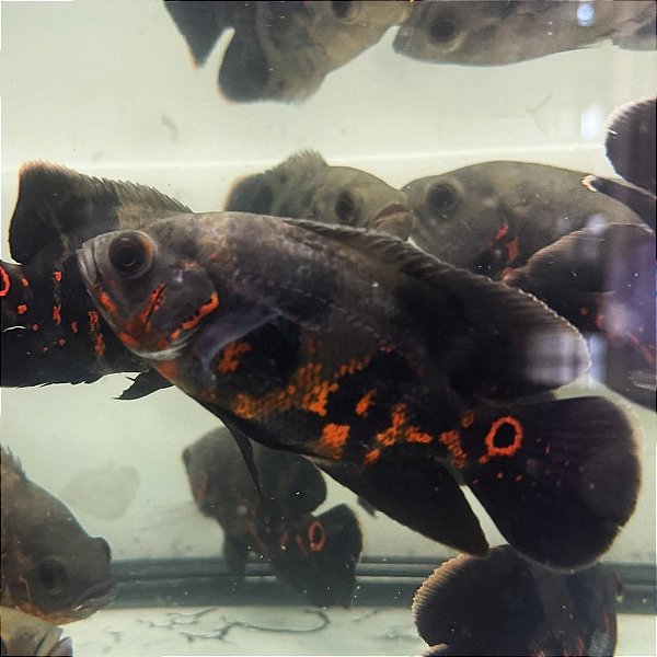 Oscar Red Tiger 8-12cm