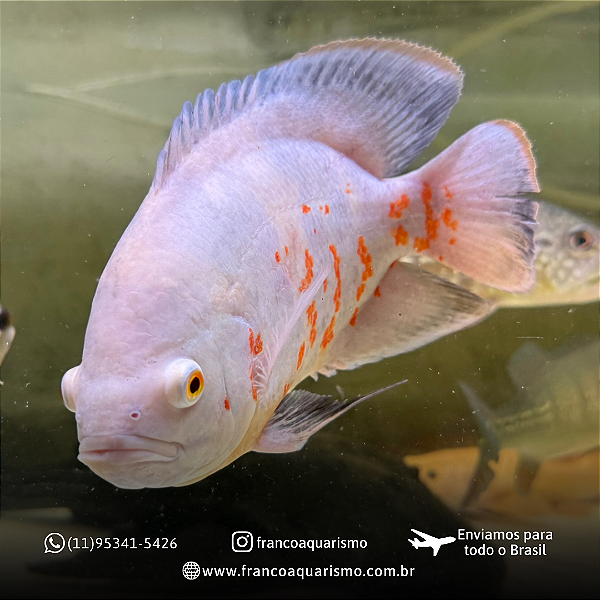 Oscar Red Tiger Albino 18-23cm
