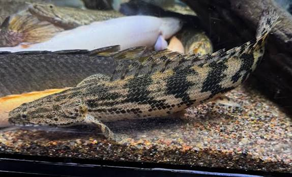 Polypterus Hibrído "Lappen" 6-9cm