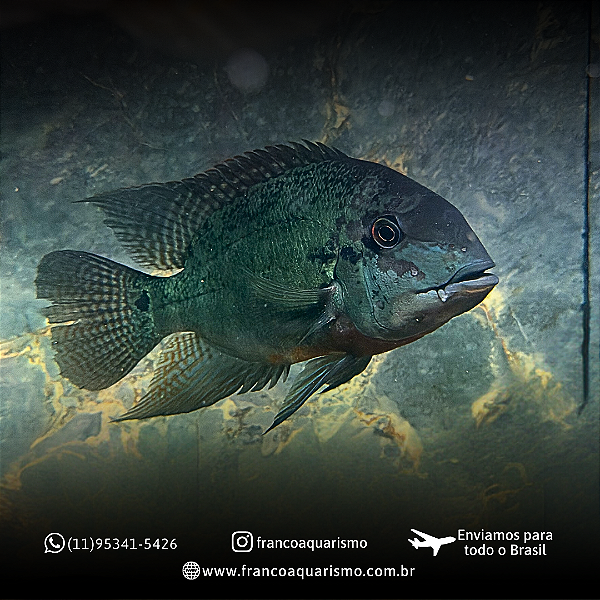 Papagaio Verdadeiro 25-30cm