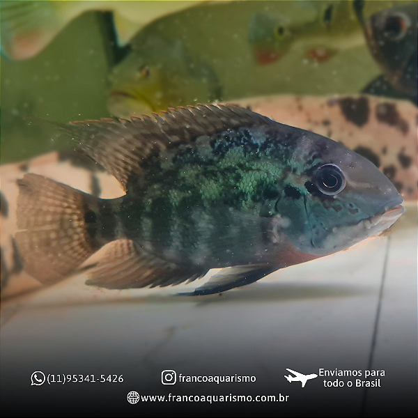 Papagaio Verdadeiro - Detalhe vermelho 15-20cm