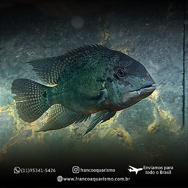 Papagaio Verdadeiro (Hoplarchus Psittacus) 22-26cm