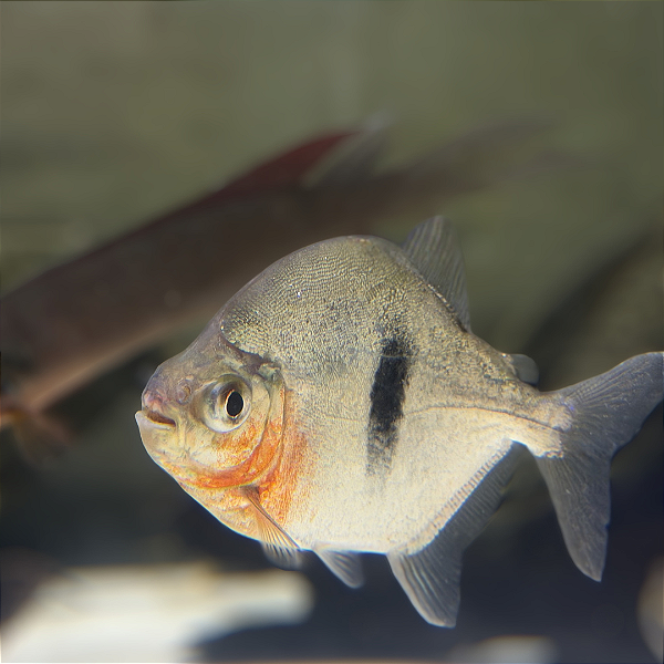 Pacu Cadete (Myleus schomburgkii) 10-15cm