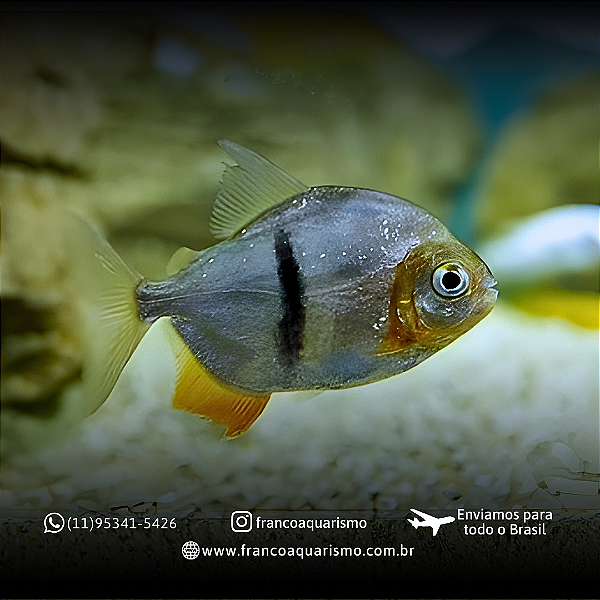 Pacu Cadete (Myleus schomburgkii) 8-12cm