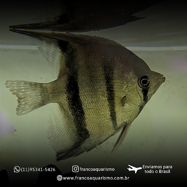 Acará Altum 12-16cm