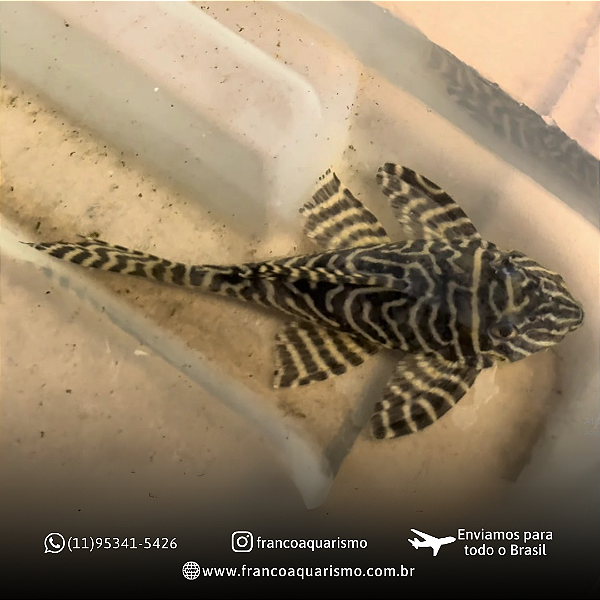 Cascudo Zebra King 10-15cm