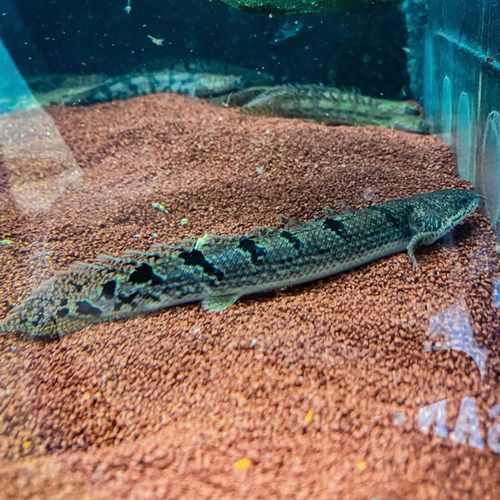 Polypterus Delhezi AA 7-10cm