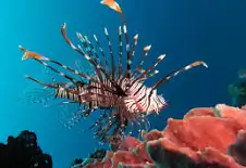 Peixe Leão 8-14cm(Lion Fish)