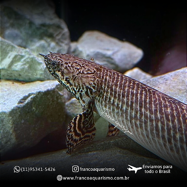 Polypterus Ornatipinnis / Ornatus 16-20cm
