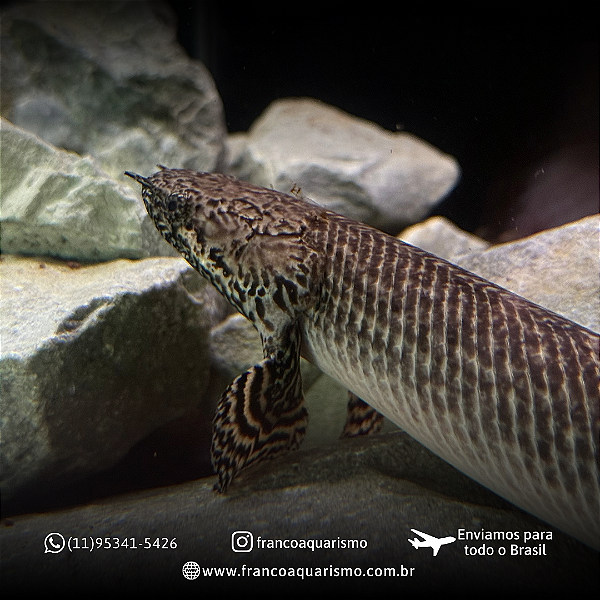 Polypterus Ornatipinnis / Ornatus 12-17cm