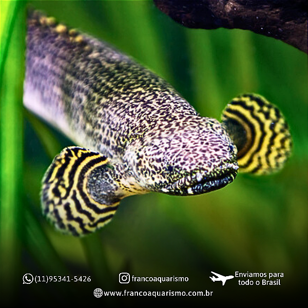 Polypterus Ornatipinnis / Ornatus 12-17cm