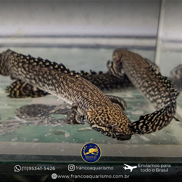 Polypterus Ornatipinnis / Ornatus 11-15cm