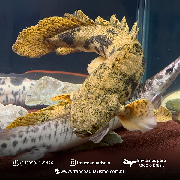 Polypterus Endlicheri WC 45-50cm