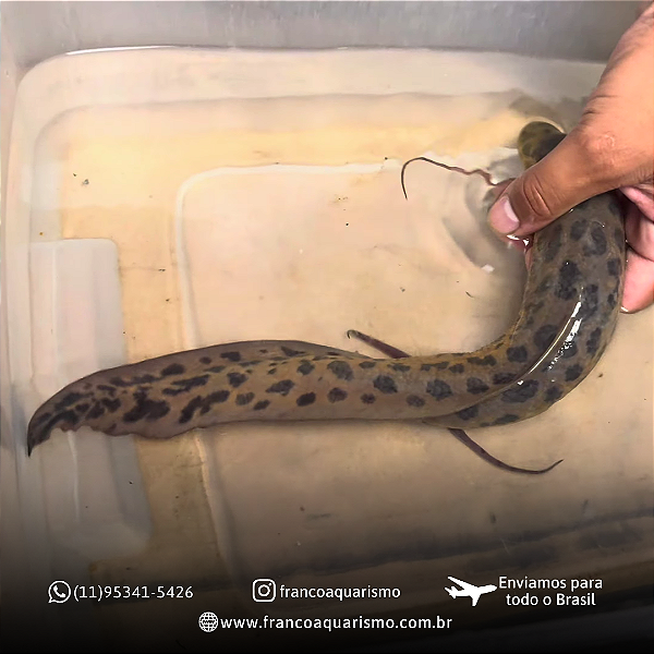 Protopterus Annectens 35-40cm