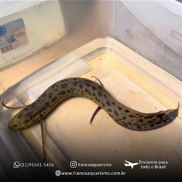 Protopterus Annectens (Bem marcado) 38-42cm