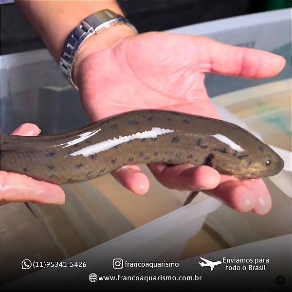 Protopterus Annectens 25-30cm