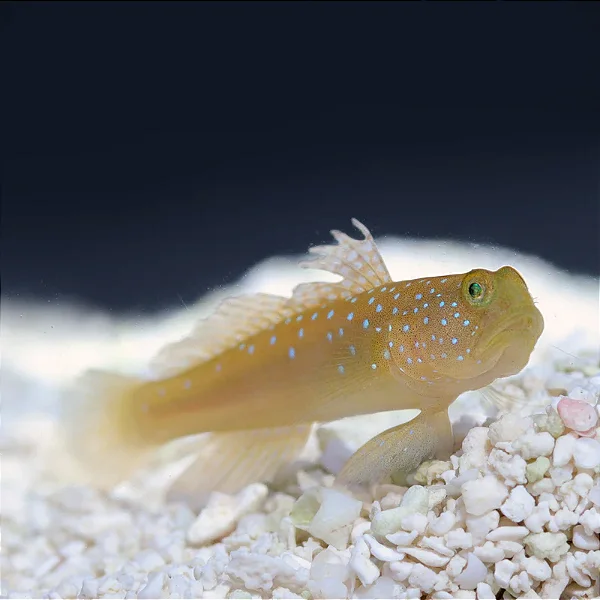 Yellow Watchman cinza 8-12cm
