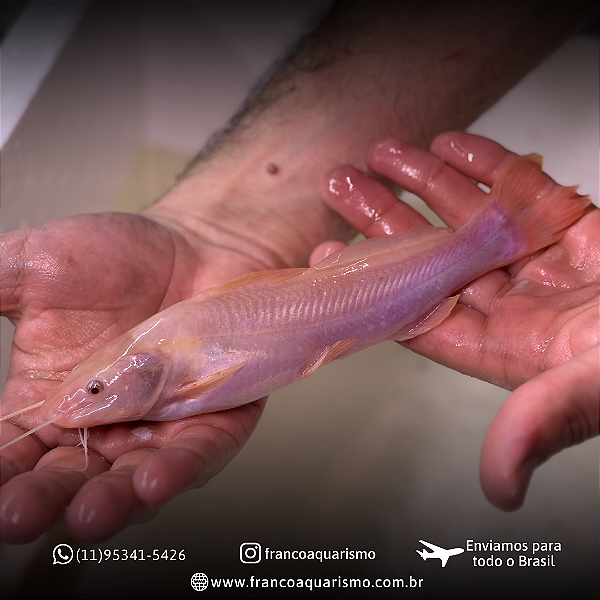 Jundiá Albino 17-22cm