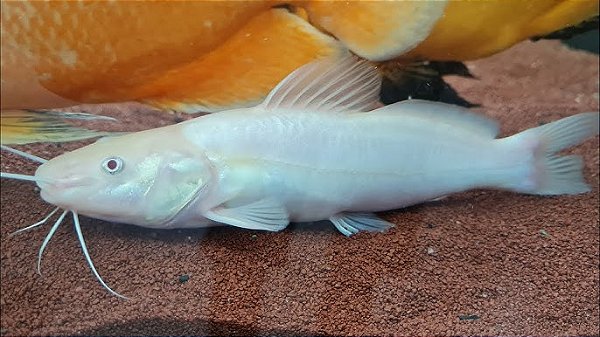 Jundiá Albino 4-7cm