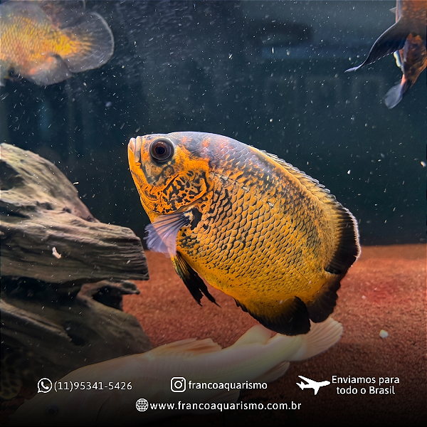 Oscar Bronze AA 20-25cm