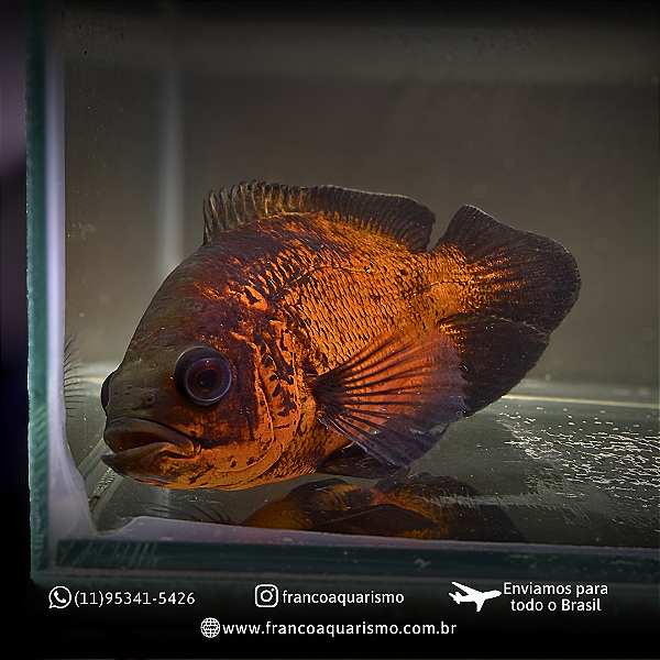 Oscar Bronze A 14-18cm