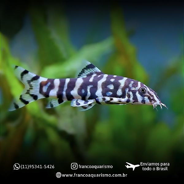 COMBO - Botia Lohachata + Modesta 4-7cm