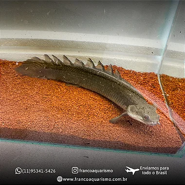 COMBO - Poly Senegalus + Poly Senegalus Albino 4-6cm