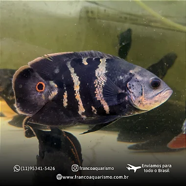 Oscar Bumblebee 5-9cm