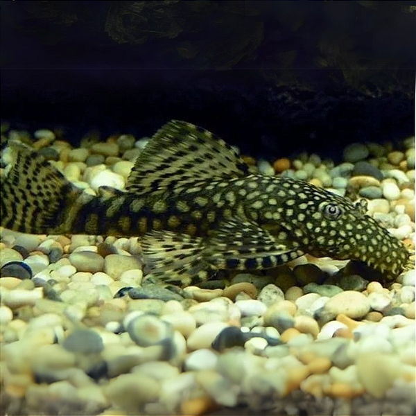 Cascudo Ancistrus 4-7cm